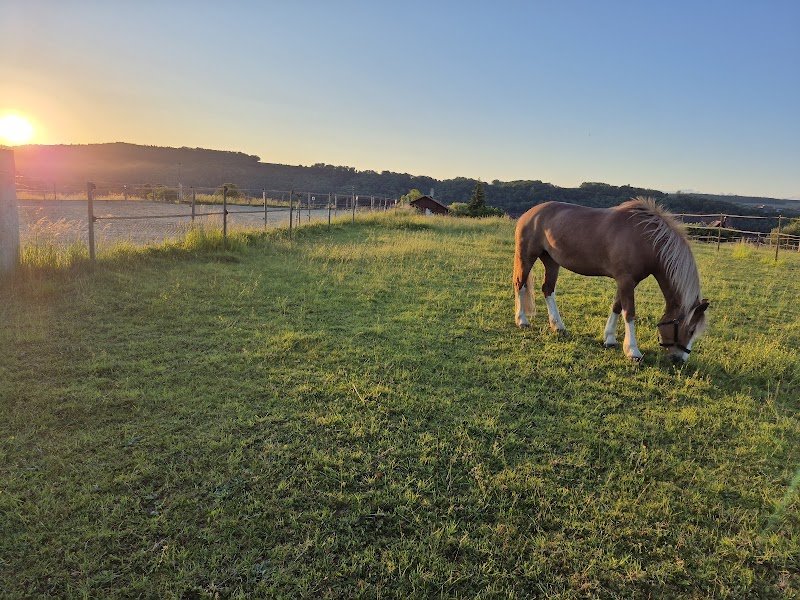 Pension pour chevaux / Domaine du Verger - photo 2