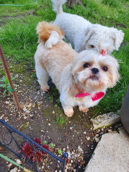 Un Rêve, Un Cheval, Une Famille - photo 1