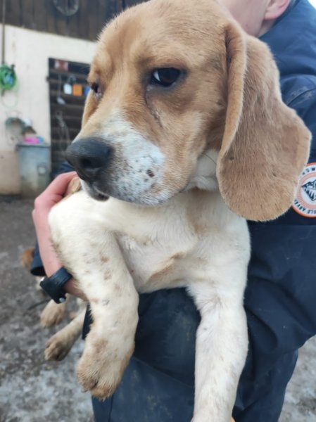 Un Rêve, Un Cheval, Une Famille - photo 2