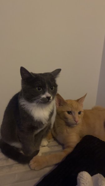 Un Rêve, Un Cheval, Une Famille - photo 3