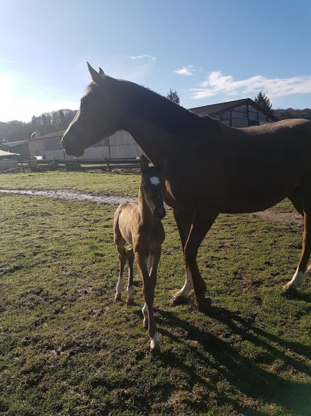 AVIAN Ecuries d’Aéla - photo 1