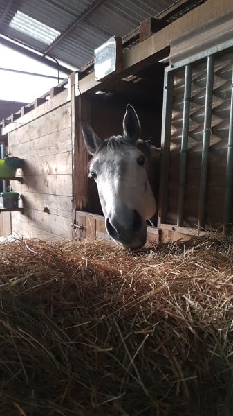 AVIAN Ecuries d’Aéla - photo 2