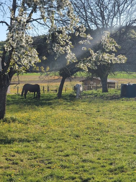 AVIAN Ecuries d’Aéla - photo 3