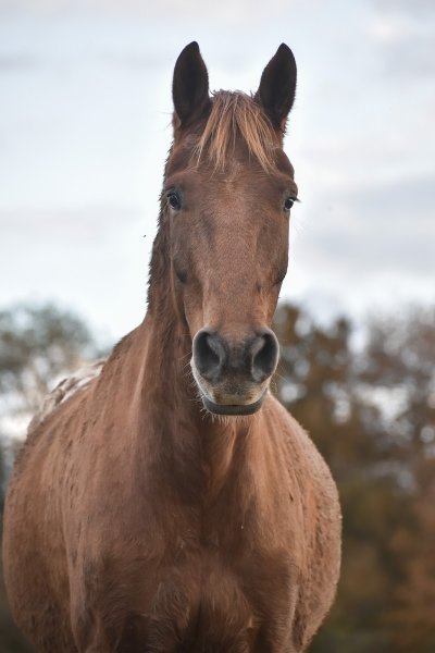 Ferme Equestre La Brissonnière - photo 1