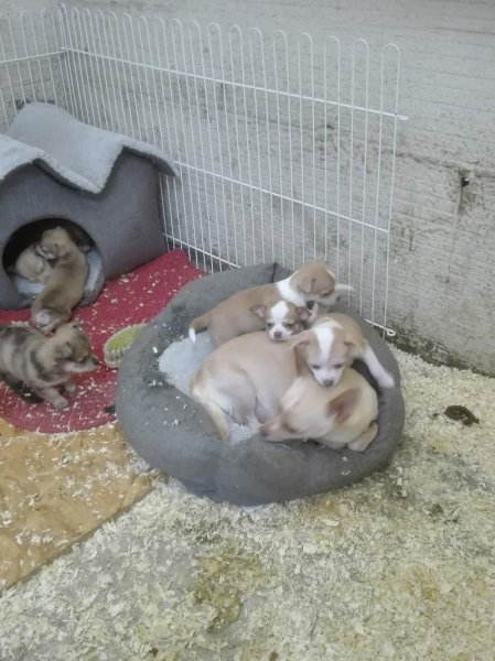 Écurie jlf - photo 2