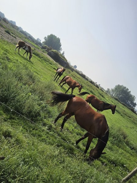 Écurie de propriétaire - photo 2