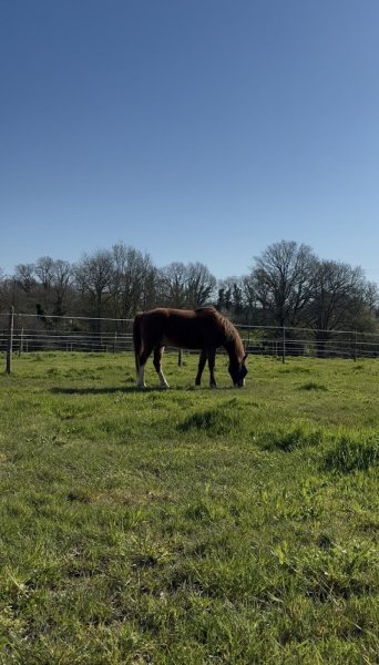Ecurie la Vallée du Tenu - photo 2