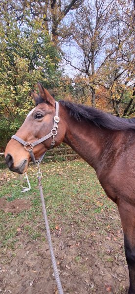 Manège de Bulle Gavillet Valentin - photo 2