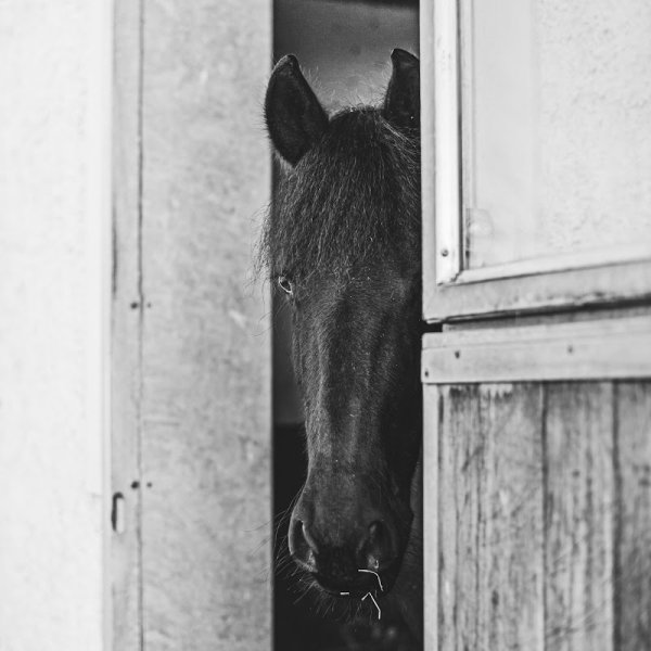 Domaine Equestre d'Ogens - photo 3