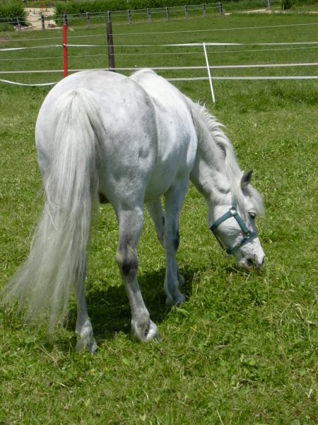 Cheval pour tous - photo 2