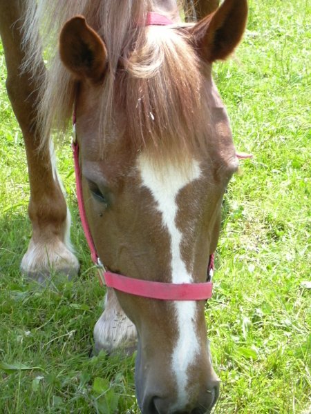 Cheval pour tous - photo 3