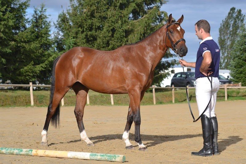 Ecuries en Verbonne - photo 3