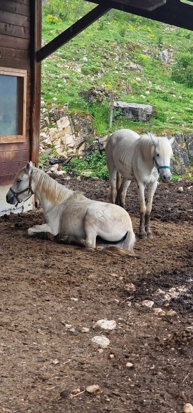 CHEVAL NATURE - photo 2