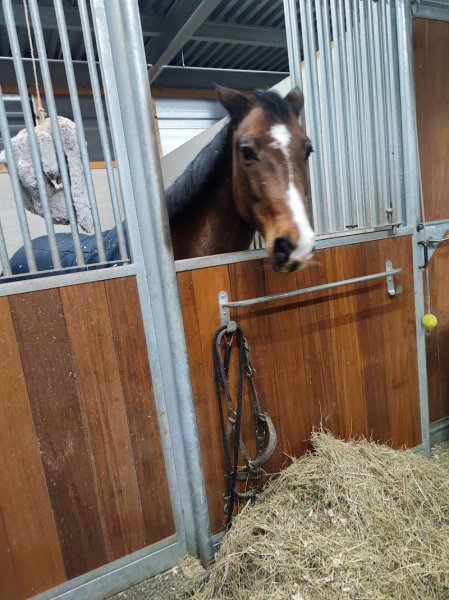 Psaro's Horses SNC - photo 2