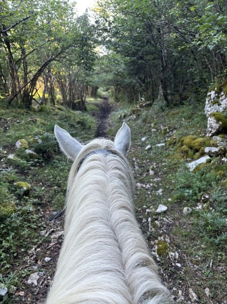 Cheval nature. Gîte la Loge - photo 3
