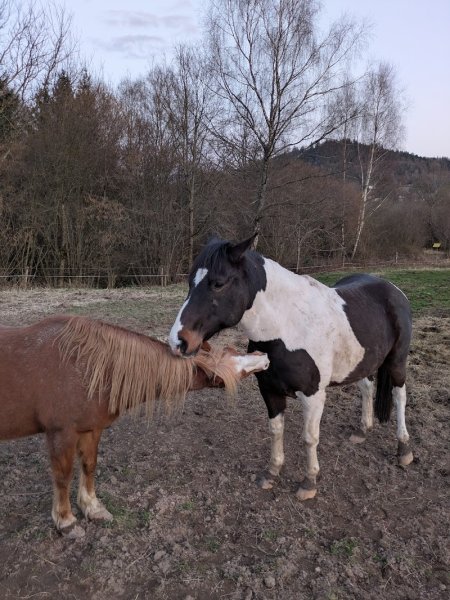 Ecurie du val courroye - photo 2