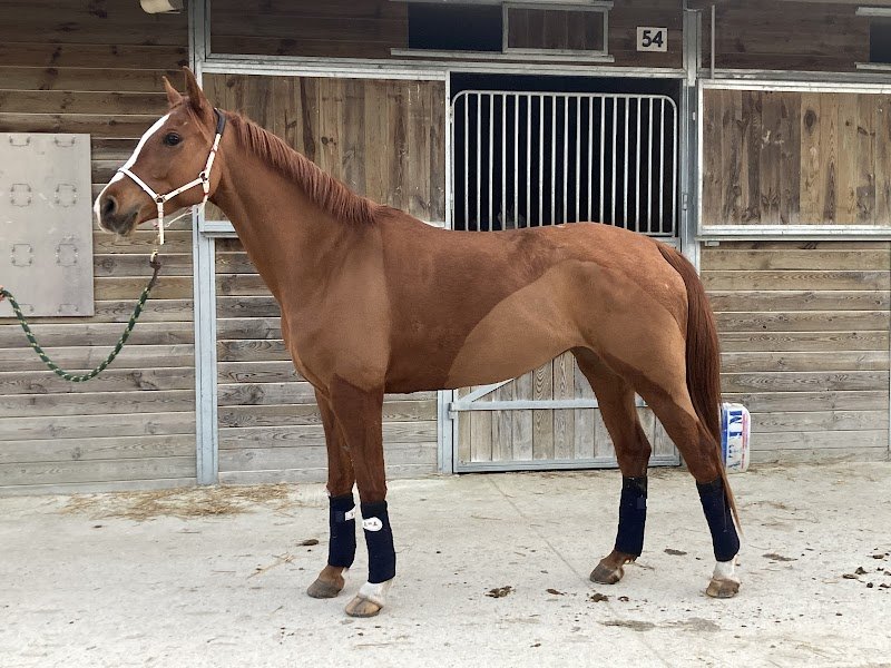 Ecurie des Bois - photo 3