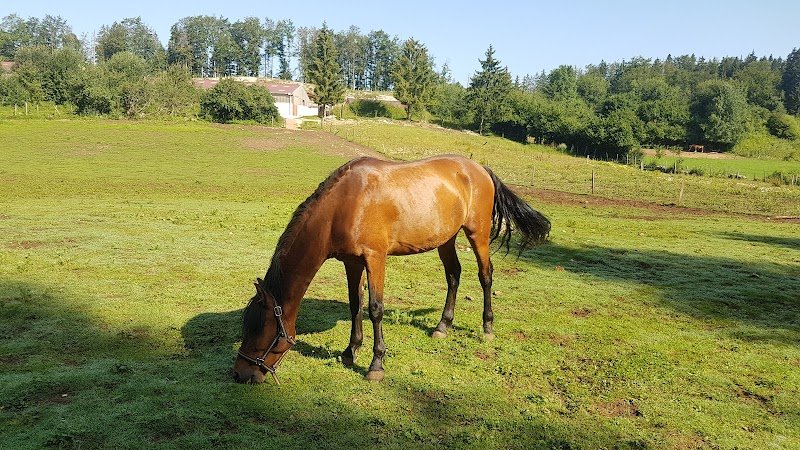 Écurie de la Charbonnière - photo 2