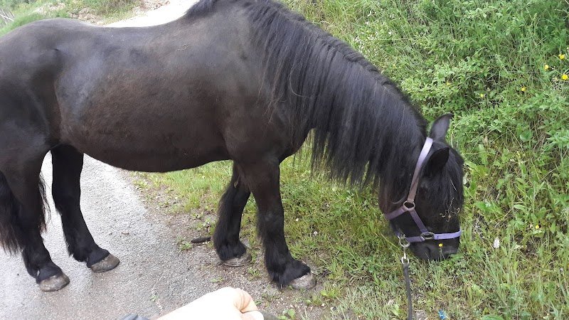 Écurie de la Charbonnière - photo 3