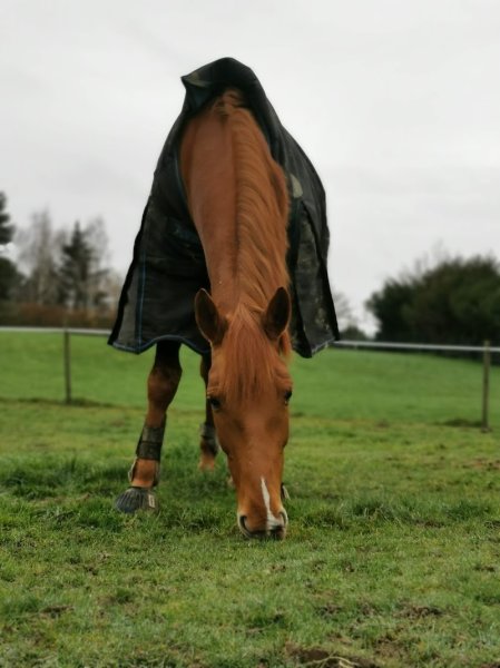Écurie du Val - photo 3