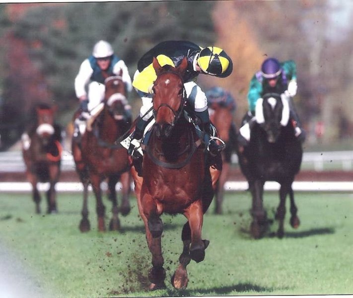 ELEVAGE DU GRAND VAL - PENSION CHEVAUX - photo 2