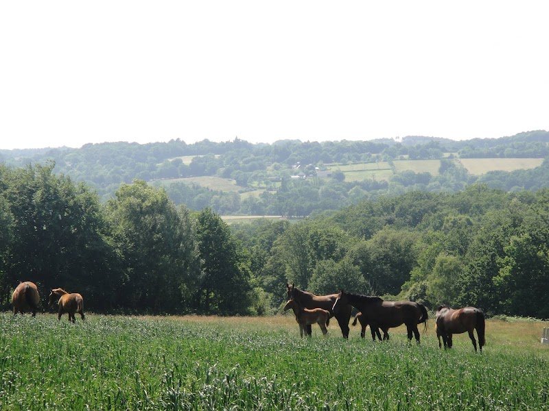 ELEVAGE DU GRAND VAL - PENSION CHEVAUX - photo 3