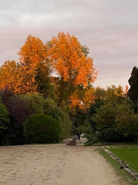 Ecurie, Haras des Saules - photo 2