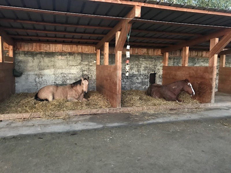 Ferme Stehlin Pension chevaux - photo 1
