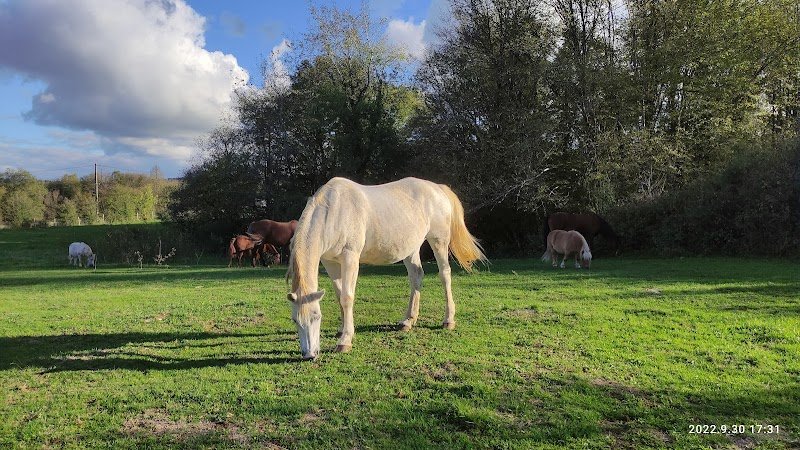 Venez Murmurer Avec Les Chevaux equicoaching - photo 3