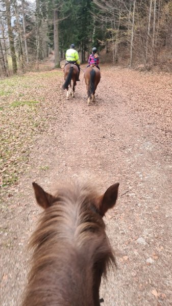 Ecurie de l'Aurore - photo 3