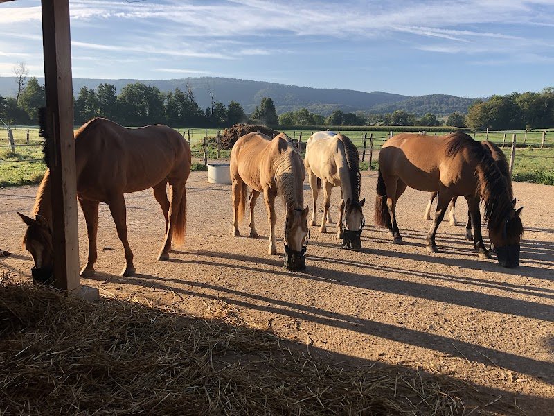 Horse naturally - Pension chevaux - Pferdepension - photo 2