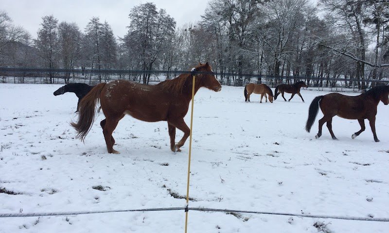 Horse naturally - Pension chevaux - Pferdepension - photo 3