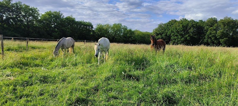 Écurie de Propriétaires en équipiste - Endurance - Écuries Al Khashab - photo 1
