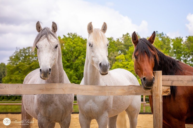 Écurie de Propriétaires en équipiste - Endurance - Écuries Al Khashab - photo 2