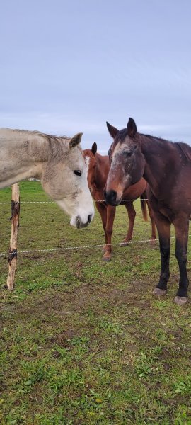 Ecurie de la Grange l'Abbé Le Langon - photo 2