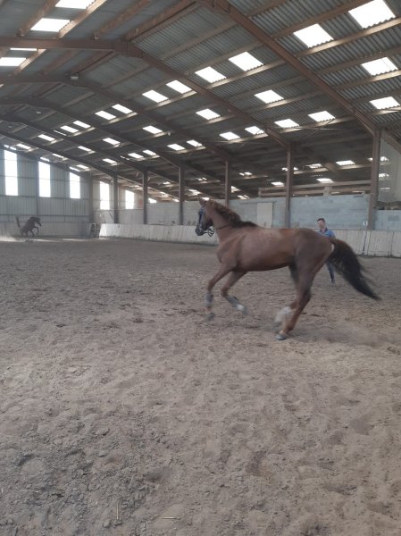 Centre Équestre du Moirot Écleux