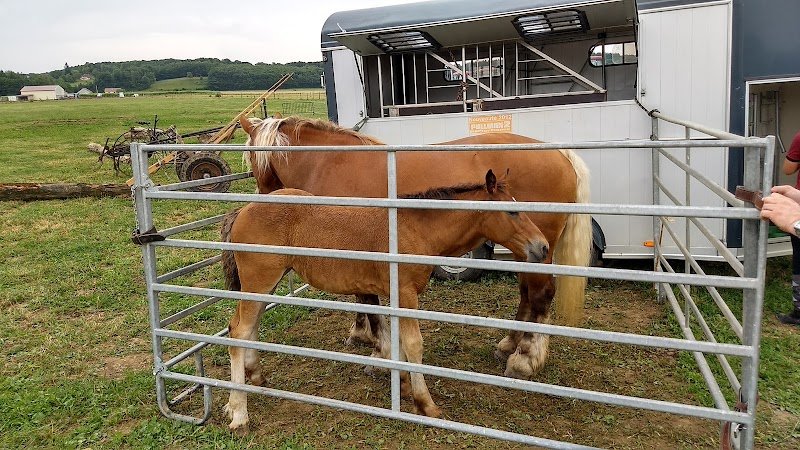 Centre Équestre du Moirot Écleux - photo 3