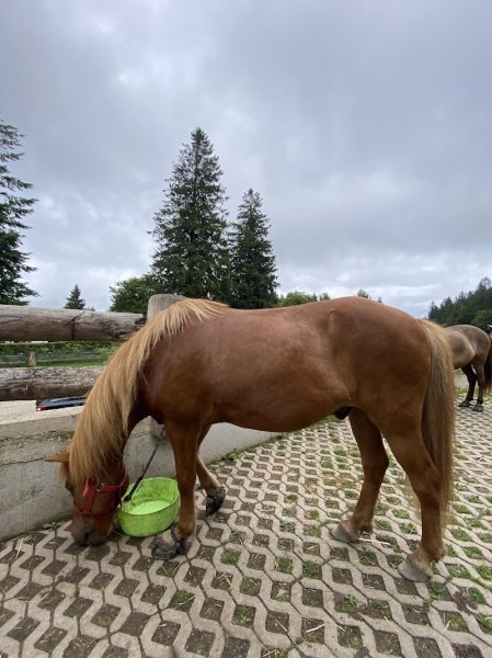 Cheval Alsace - photo 2