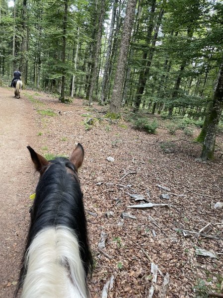 Cheval Alsace - photo 3