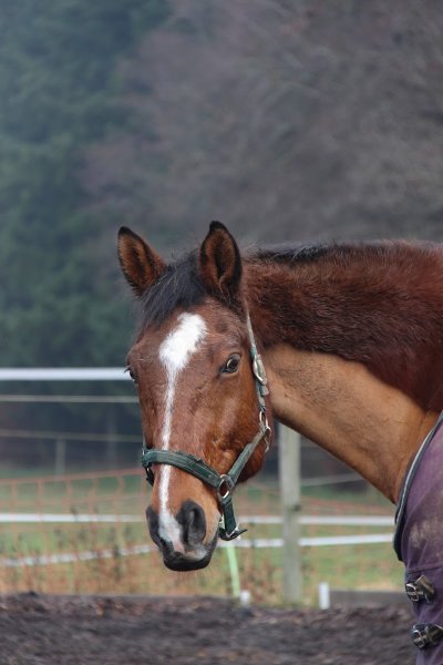 Ecuries de la Sarraz - photo 1