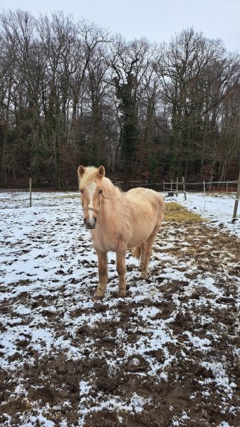 Ecuries de la Sarraz - photo 2