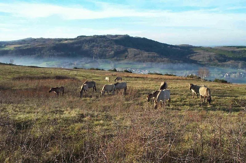 Centre Hippique Mancy - photo 3