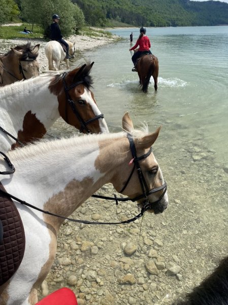 Centre Équestre Jura Sud - Lac de Vouglans - photo 3