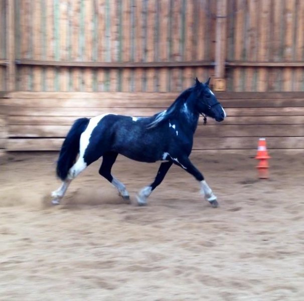 Centre équestre du Marais - photo 2