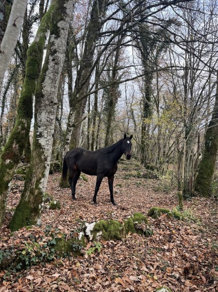 Les Écuries de la Tour - photo 2