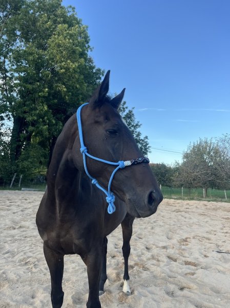 Les Écuries de la Tour - photo 3