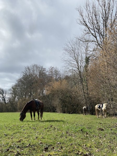 Cavalerie de la Petite Montagne - juracheval - photo 2