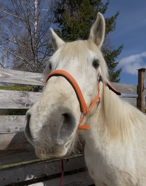 Cavalerie de la Petite Montagne - juracheval - photo 3
