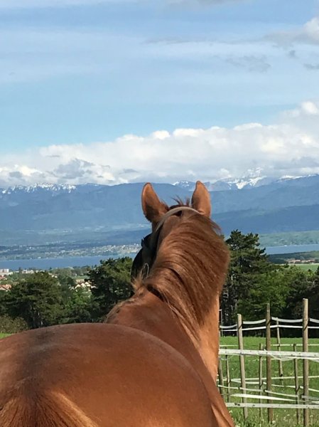 Ecuries de Bonmont - photo 2