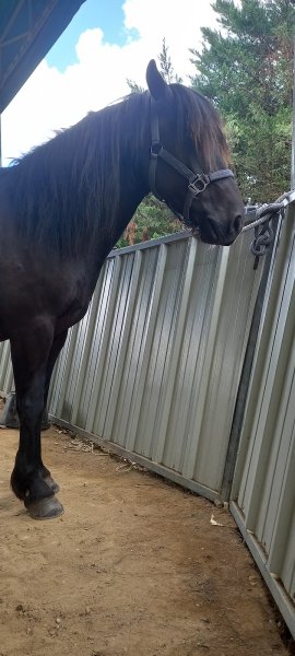 Centre équestre de Chalain - photo 3